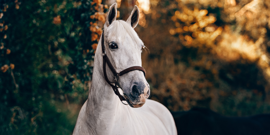 Hest
