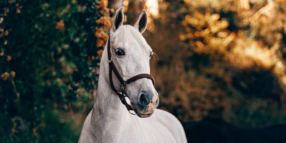 Hest