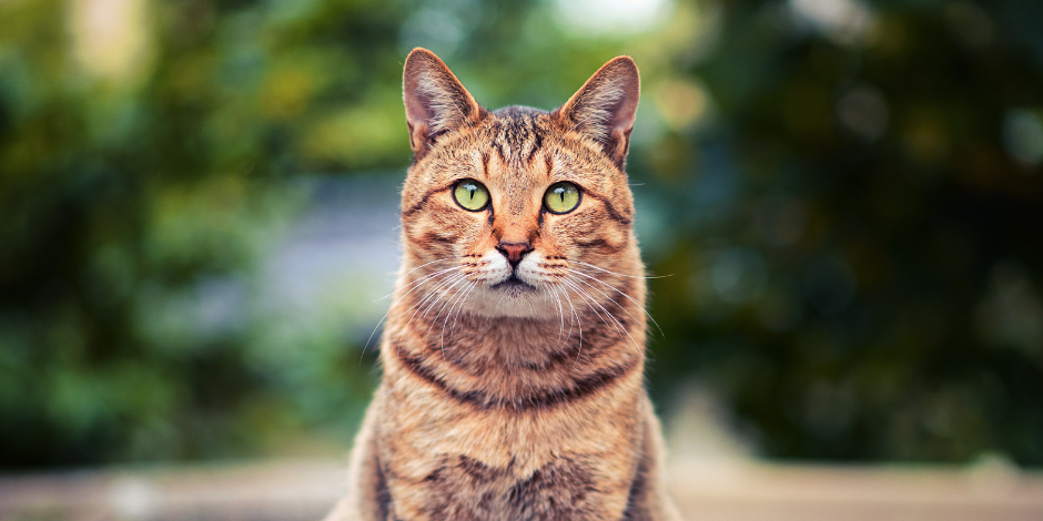 Kat
